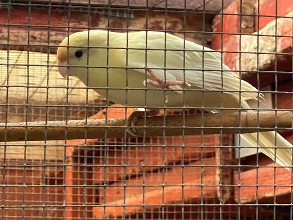 White kakariki bird for sale