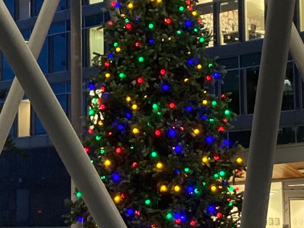 XL Christmas Trees