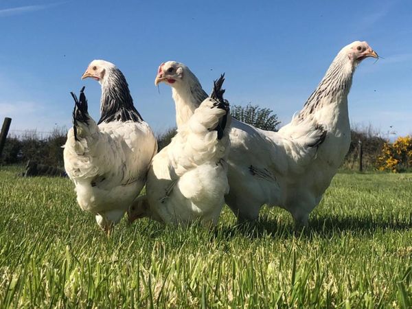 Pullets - Point of Lay