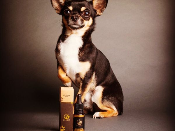 Done deal cheap dogs chihuahua