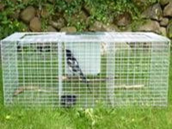 Grey Crow & Magpie Cages