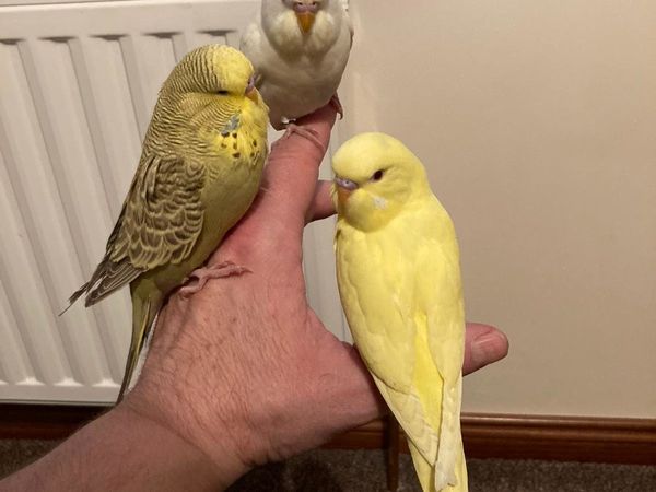 Budgies  cockatails and conure hand reared