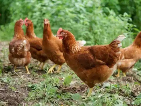 Point of Lay Pullets Nationwide