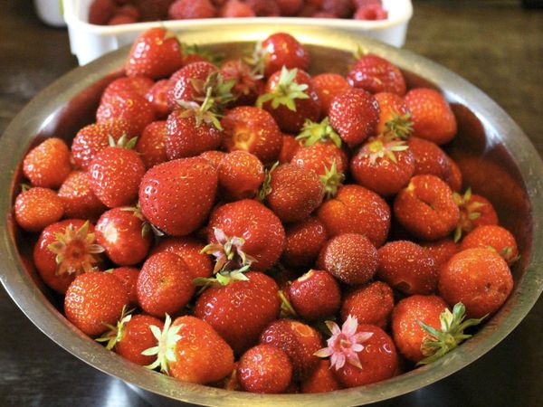 Strawberry Plants 12 varieties Delivery & Videos for sale