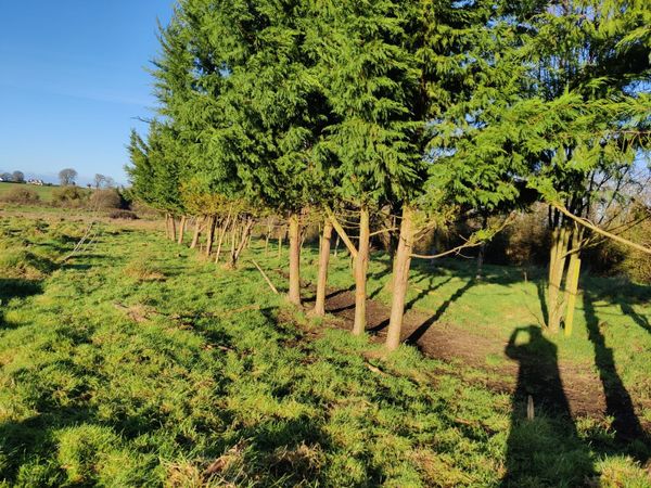 Trees for sale in Meath for €1,100 on DoneDeal