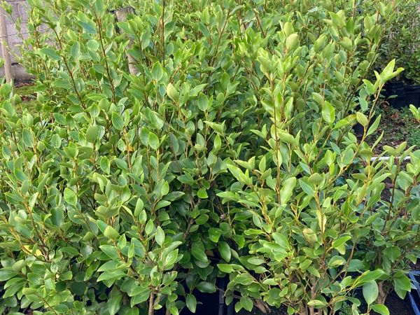 Griselinia  hedging