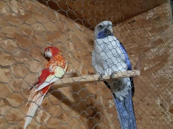 STUNNING PAIR OF AVIARY BIRDS FOR SALE
