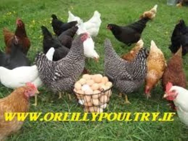 Pullets