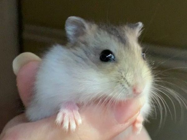 Russian Dwarf Hamster Babies