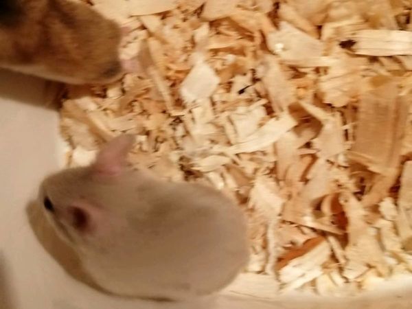 syrian hamster for sale ireland