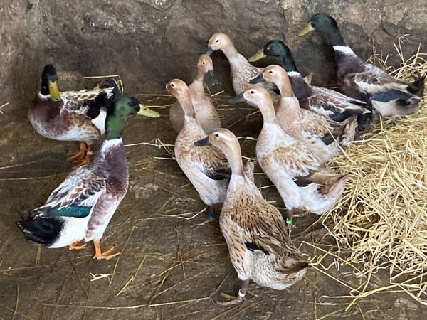 Ducks, Ducklings & Hatching Eggs