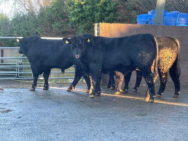 Angus & Hereford pedigree bulls
