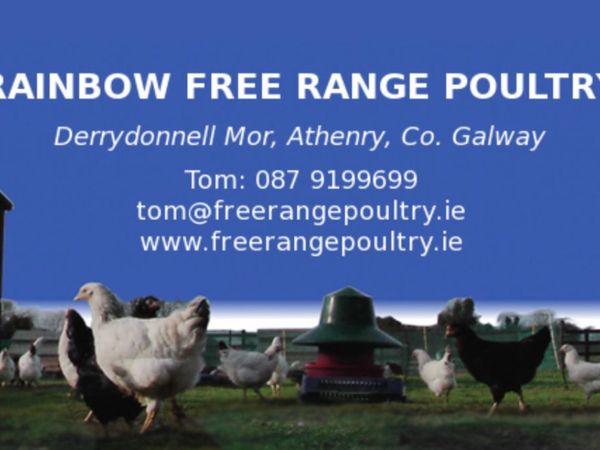 Rainbow Free Range Poultry Pullets for sale