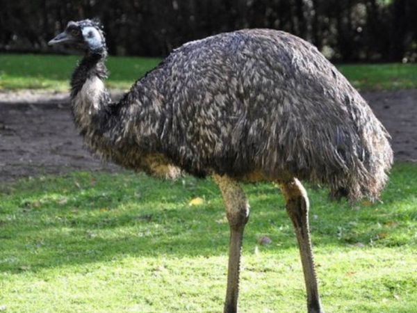 Emu wanted