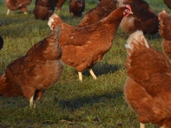 Point of Lay Hens / Pullets