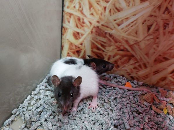 Baby Fancy Rats