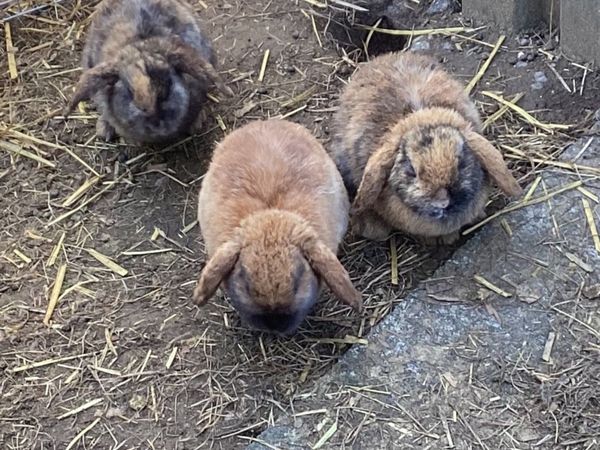 Free to good homes MALE Lop Eared Rabbits