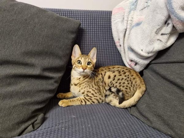 Cheap serval best sale kittens for sale