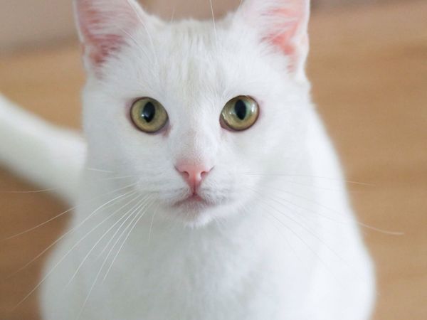 White tom cat neutered