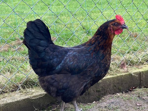 Hens for Sale: Louth Poultry Sale 9th July