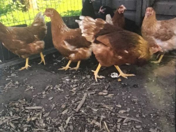 Laying/Point Of Lay Pullets Free Delivery