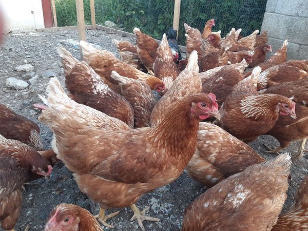 Point of lay hybred pullets