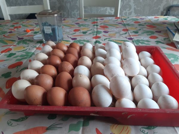 Hatching purebred eggs