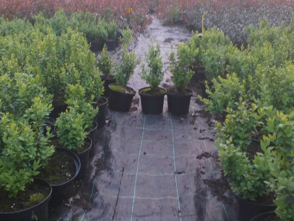 Box Hedging potted 2.50 euro in 2 litre pots