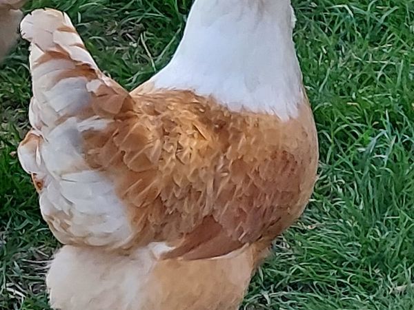 Purebred large fowl poultry