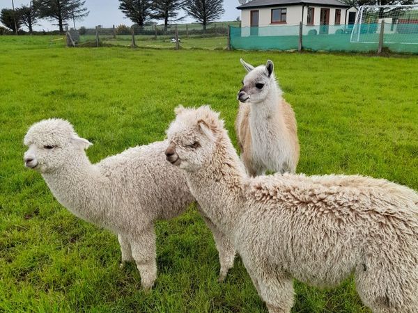 alpaca and lama