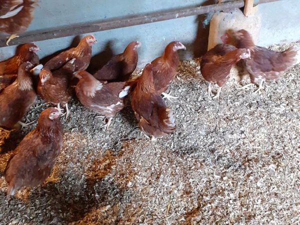 Laying pullets