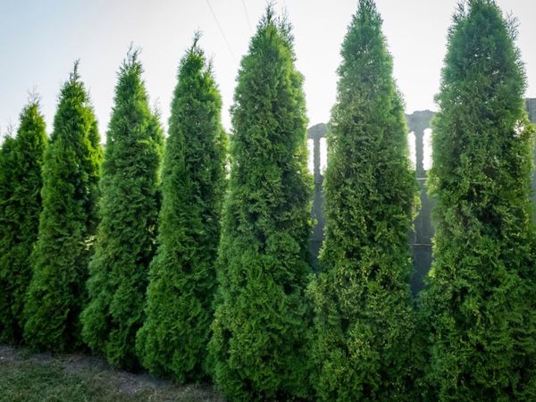 10 x THUJA  |  DEAL + Nationwide delivery