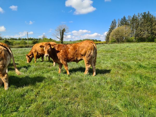 Pedigree Limousin Heifers In Calf and Maiden