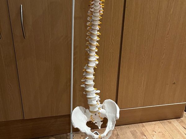 Spine / Vertebral column anatomical model