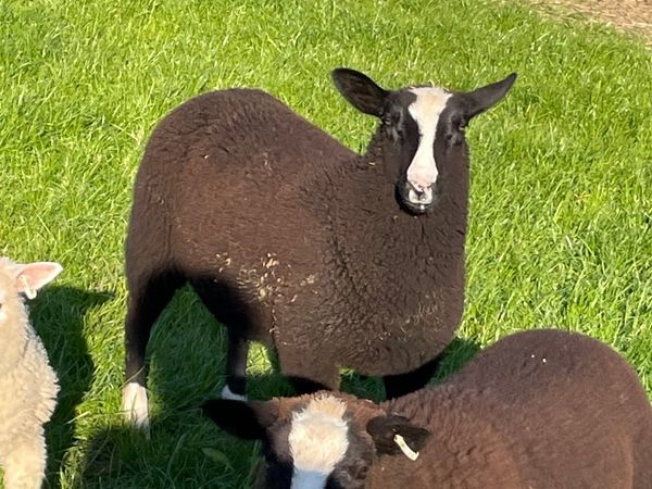 Zwartble pedigree Ewe and Ram lambs