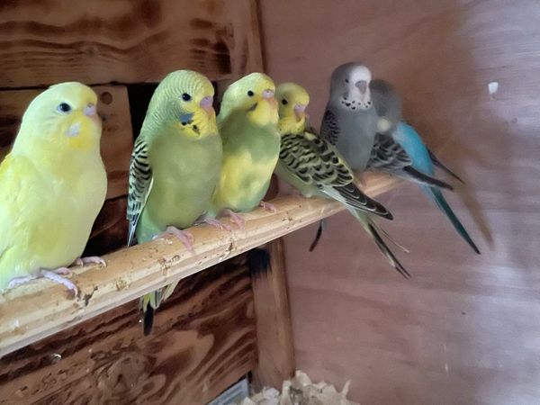 Budgies+breeding cages