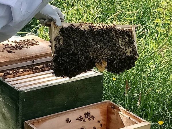 Free bee swarm removal Co. Meath