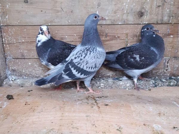 Young racer pigeons