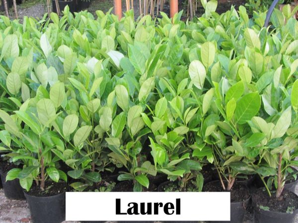 Potted Griselina, Laurel & Privet Hedging Plants