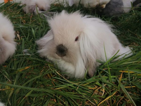 Lovely Mini Lion Lop Bunnies for sell