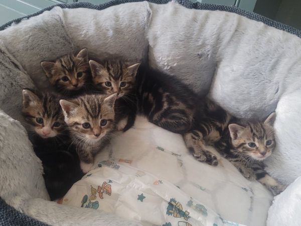 5 mixed Norwegian Forest kittens