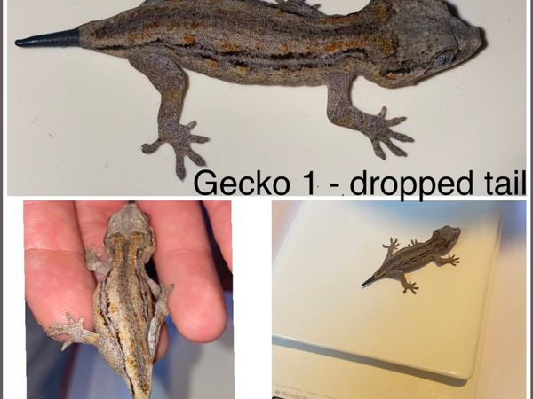Gargoyle Gecko Babies
