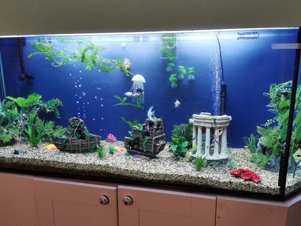 Large fish tank