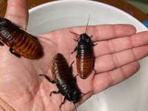 Madagascan hissing cockroaches for sale