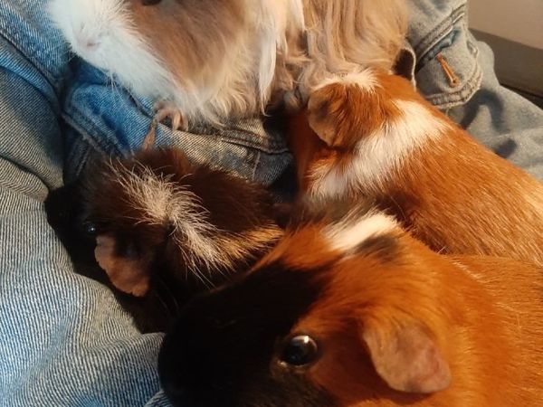 4 Guinea pigs looking for new home