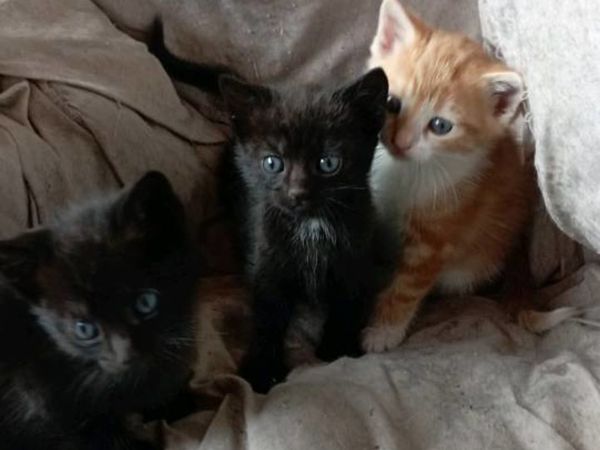 Kittens free to good homes.