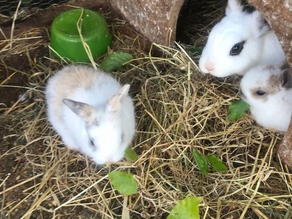 Baby bunnies