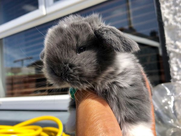 Fully Vaccinated Mini Lop Rabbits
