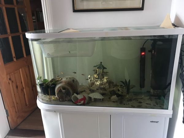 Fish & Fish Tank