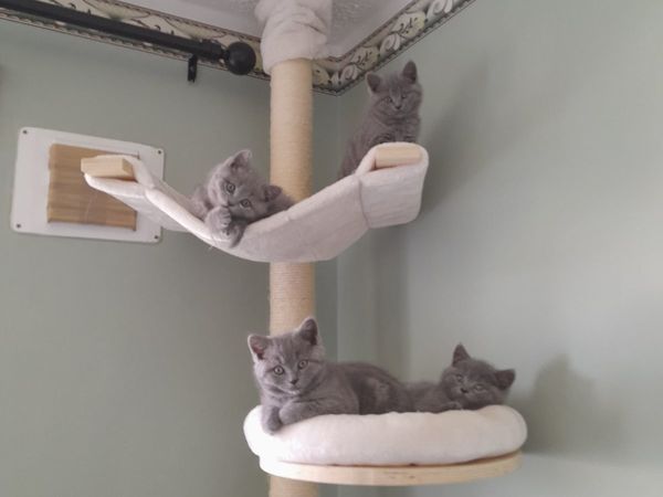 British Blue Short Hair breed Kittens